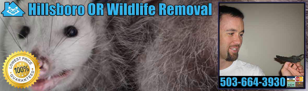 Hillsboro Wildlife and Animal Removal